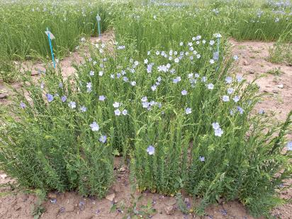 Click for 1 image(s) for this accession.